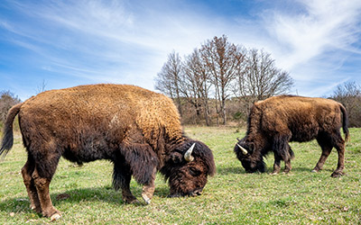 la ferme aux bisons à Lapenne 