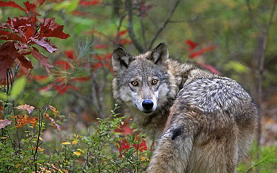 la maison des loups à Orlu